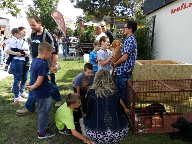 Megyei Közfoglalkoztatási Kiállítás 086